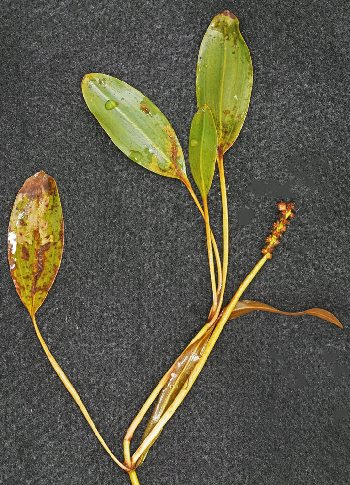 Flora of Eastern Washington Image: Potamogeton epihydrus