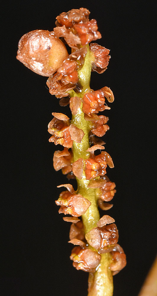 Flora of Eastern Washington Image: Potamogeton epihydrus