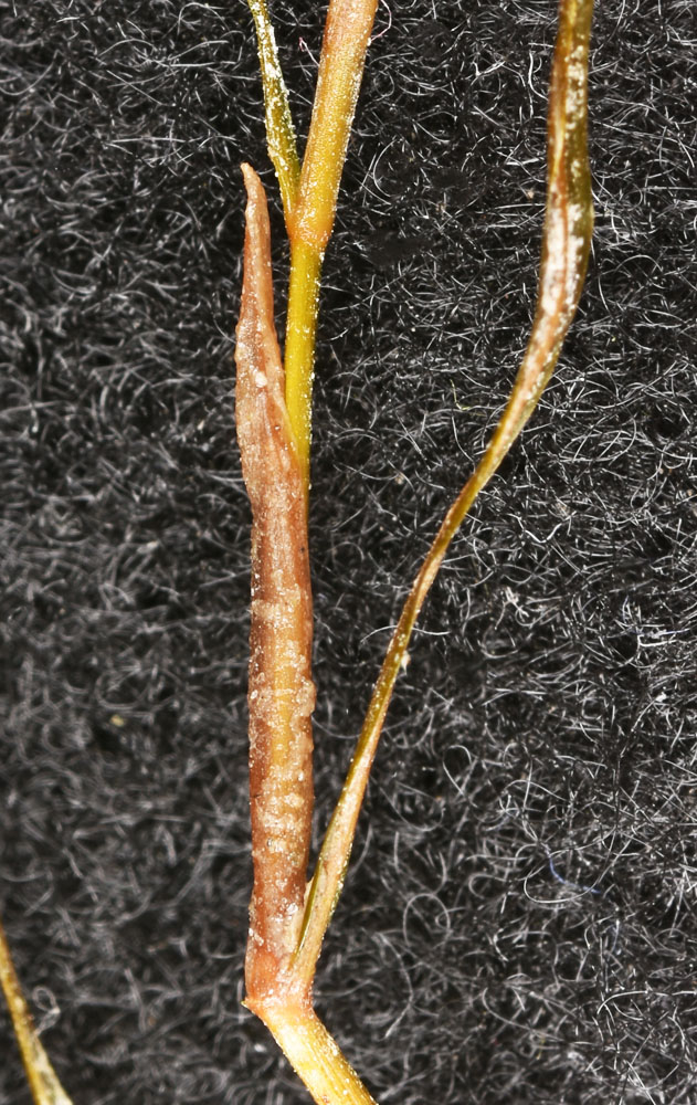Flora of Eastern Washington Image: Potamogeton foliosus