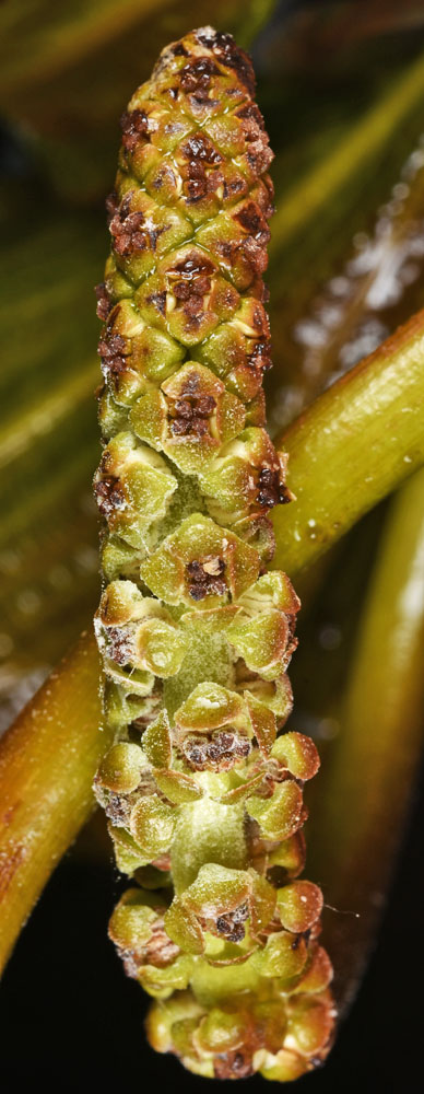 Flora of Eastern Washington Image: Potamogeton illinoensis