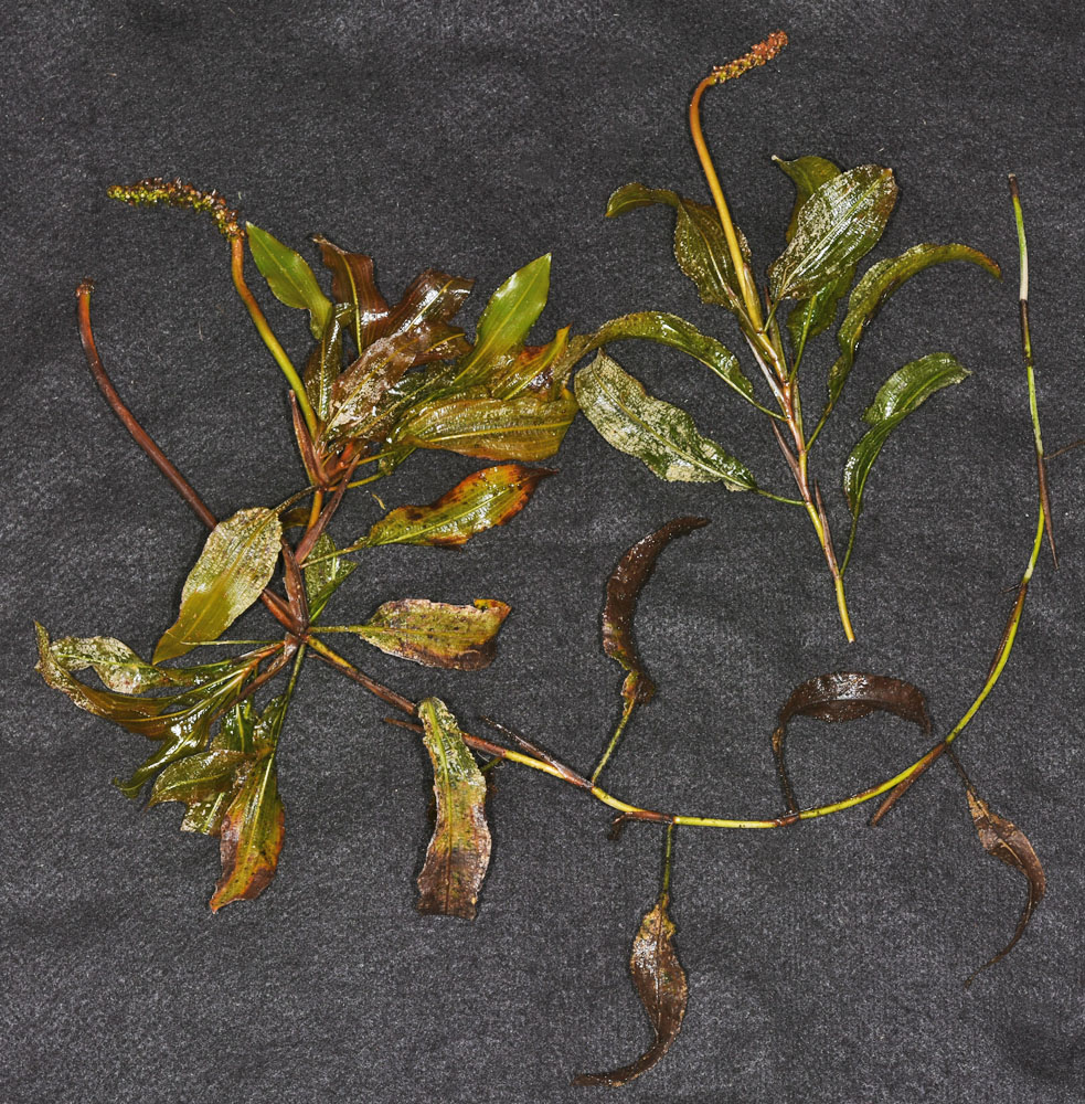 Flora of Eastern Washington Image: Potamogeton illinoensis