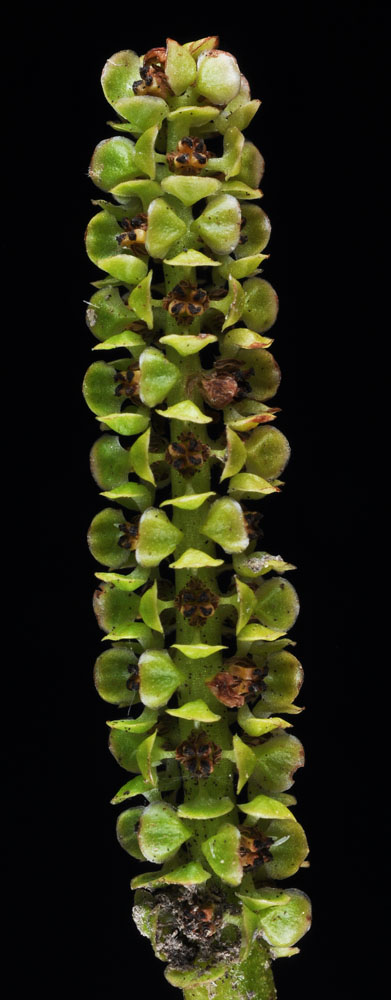 Flora of Eastern Washington Image: Potamogeton natans