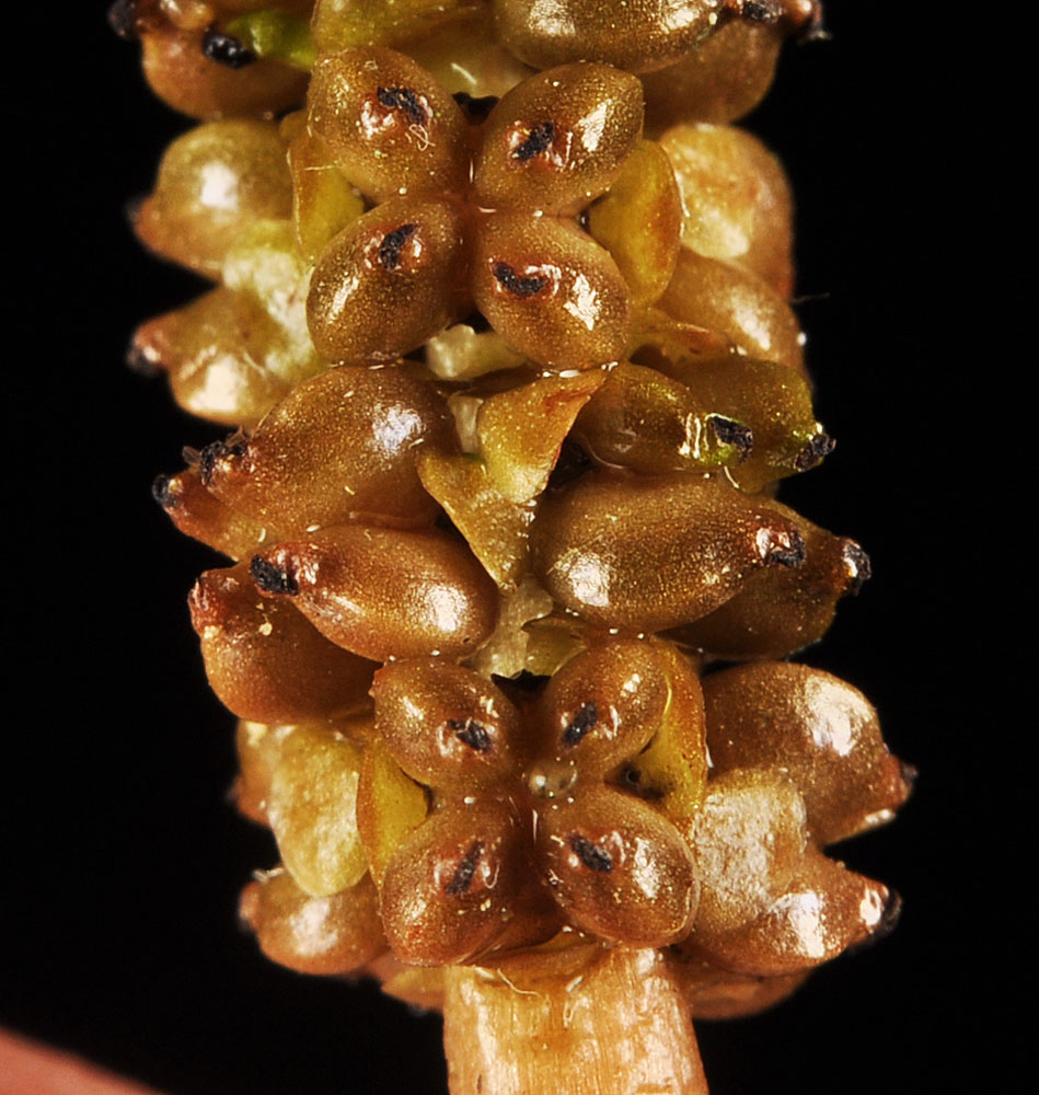 Flora of Eastern Washington Image: Potamogeton nodosus
