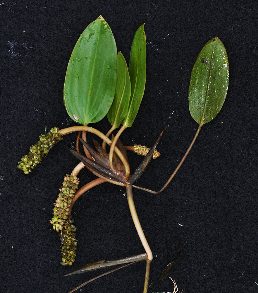 Flora of Eastern Washington Image: Potamogeton nodosus