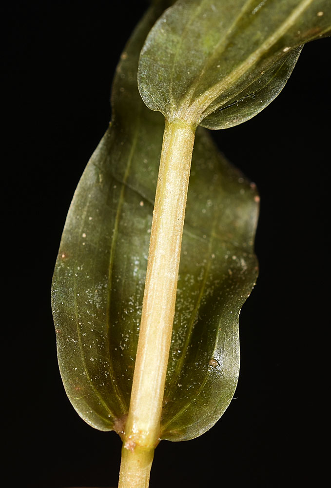 Flora of Eastern Washington Image: Potamogeton richardsonii