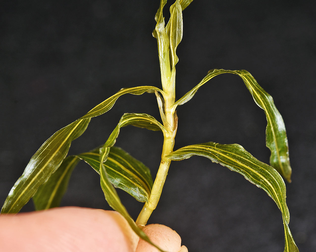 Flora of Eastern Washington Image: Potamogeton richardsonii