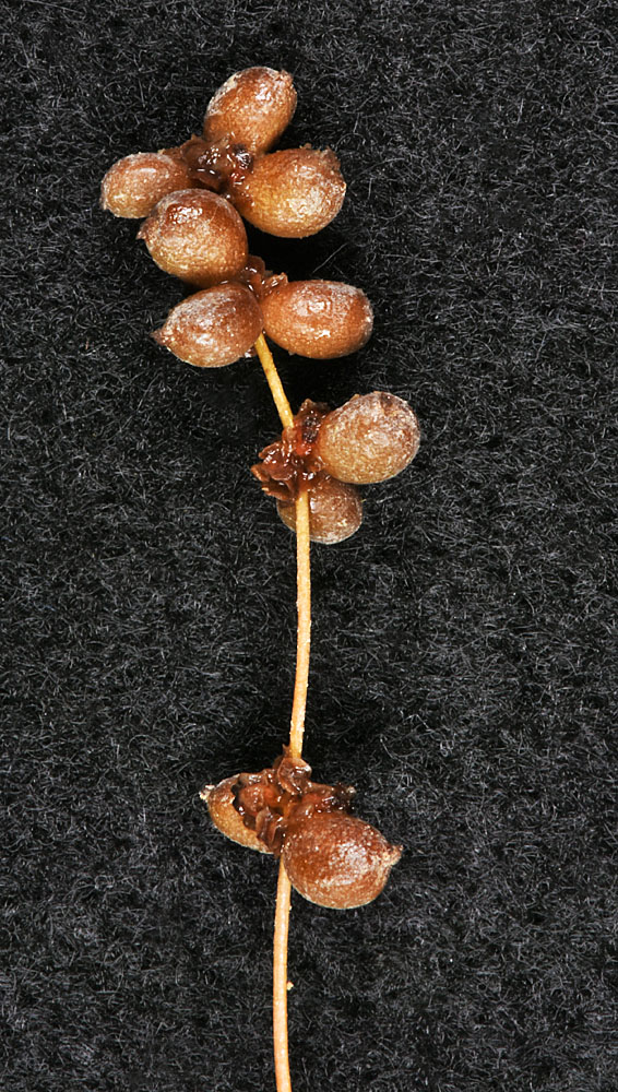 Flora of Eastern Washington Image: Stuckenia pectinata