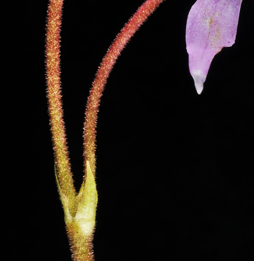 Flora of Eastern Washington Image: Dodecatheon conjugens