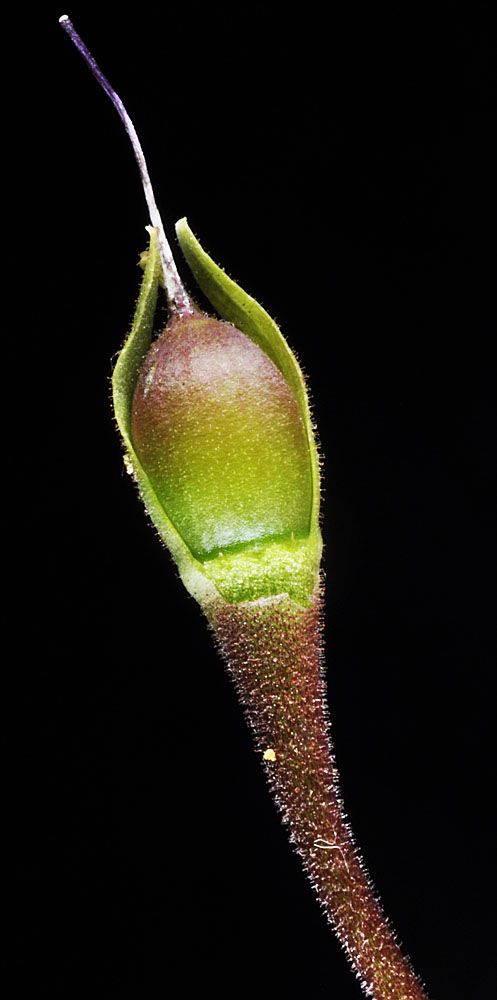 Flora of Eastern Washington Image: Dodecatheon conjugens