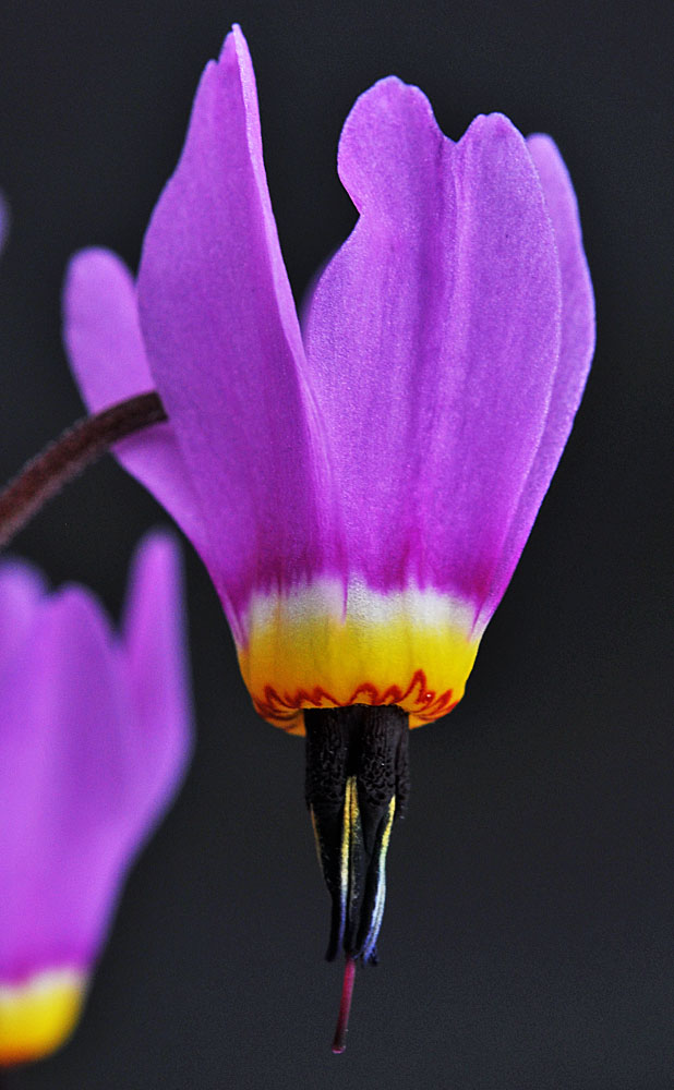 Flora of Eastern Washington Image: Dodecatheon poeticum
