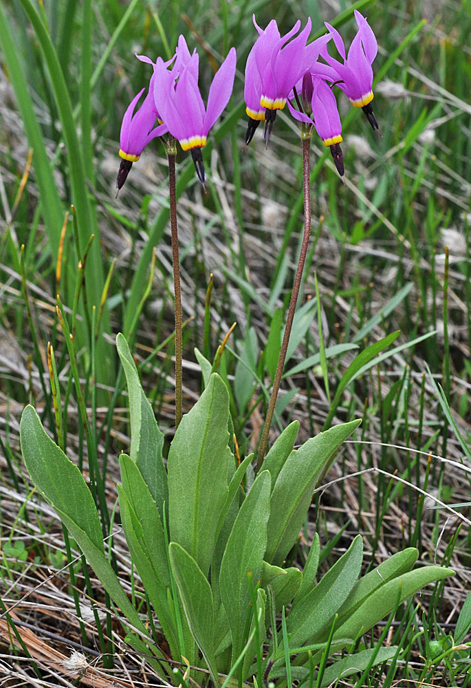 Flora of Eastern Washington Image: Dodecatheon poeticum