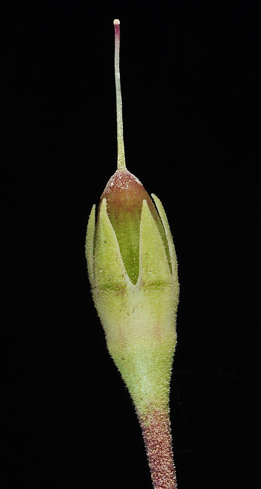 Flora of Eastern Washington Image: Dodecatheon pulchellum