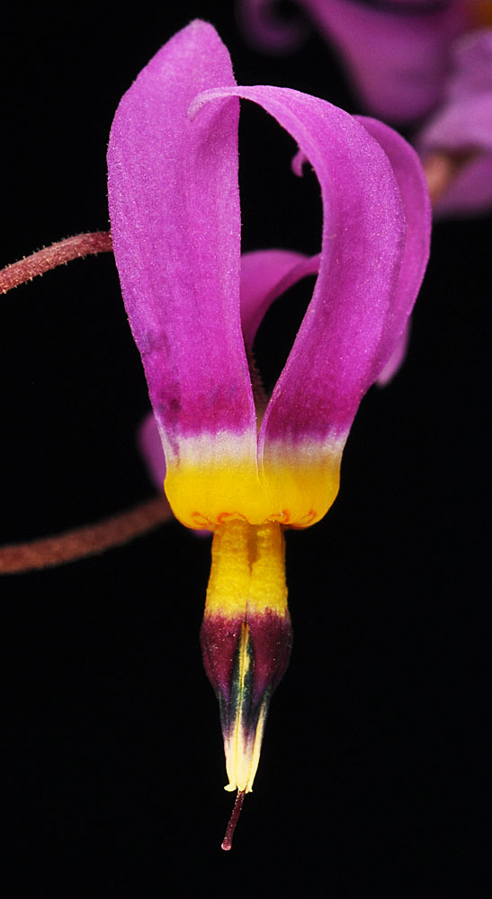 Flora of Eastern Washington Image: Dodecatheon pulchellum