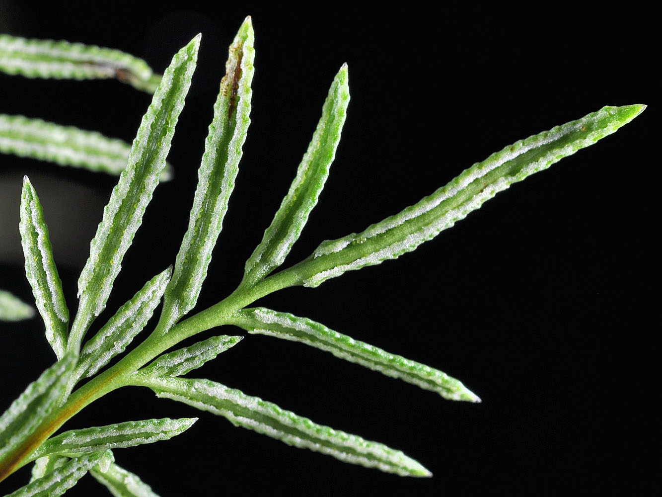 Flora of Eastern Washington Image: Aspidotis densa