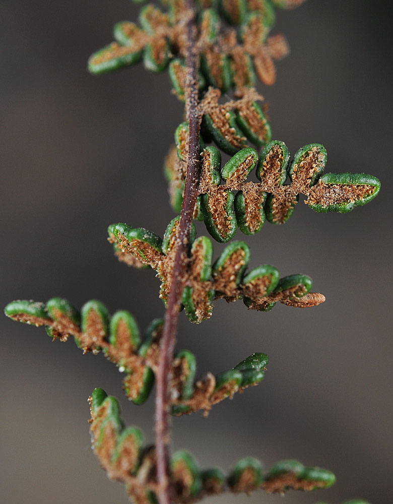 Flora of Eastern Washington Image: Cheilanthes gracillima