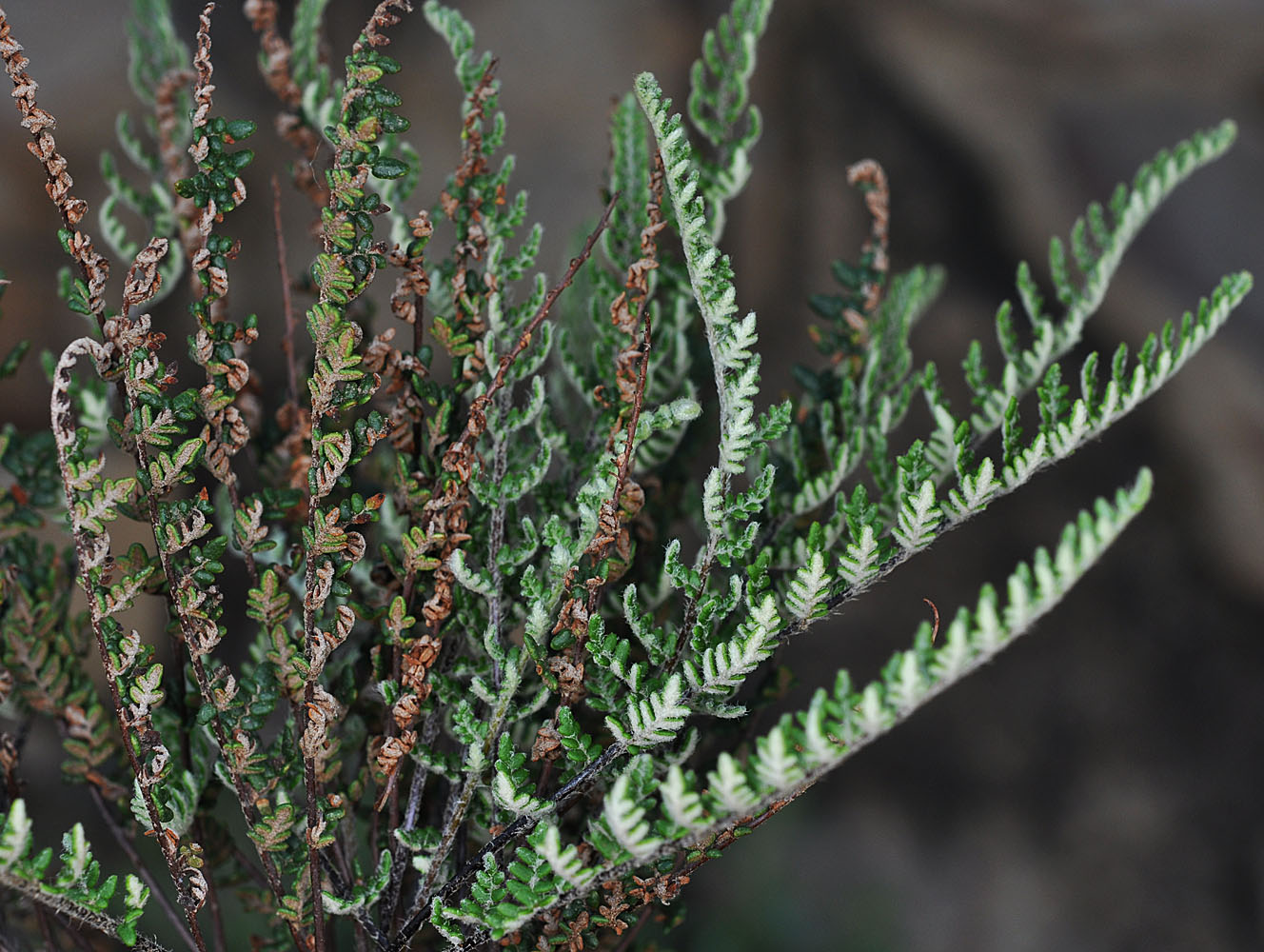 Flora of Eastern Washington Image: Cheilanthes gracillima