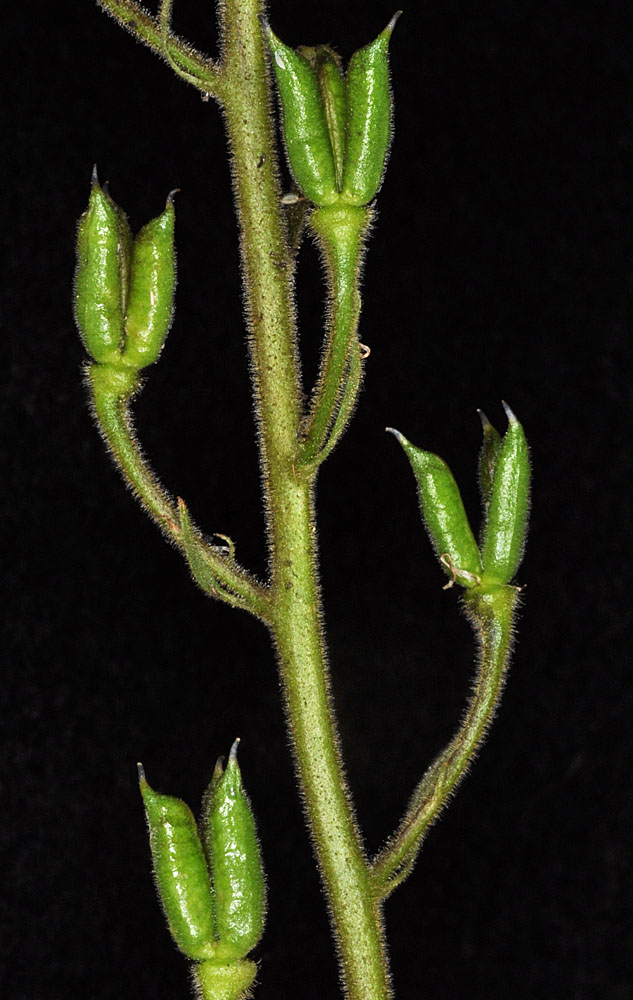 Flora of Eastern Washington Image: Aconitum columbianum