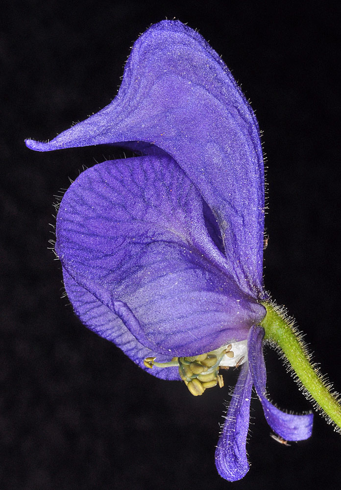Flora of Eastern Washington Image: Aconitum columbianum