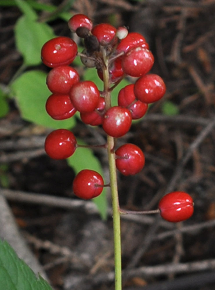 Flora of Eastern Washington Image: Actaea rubra