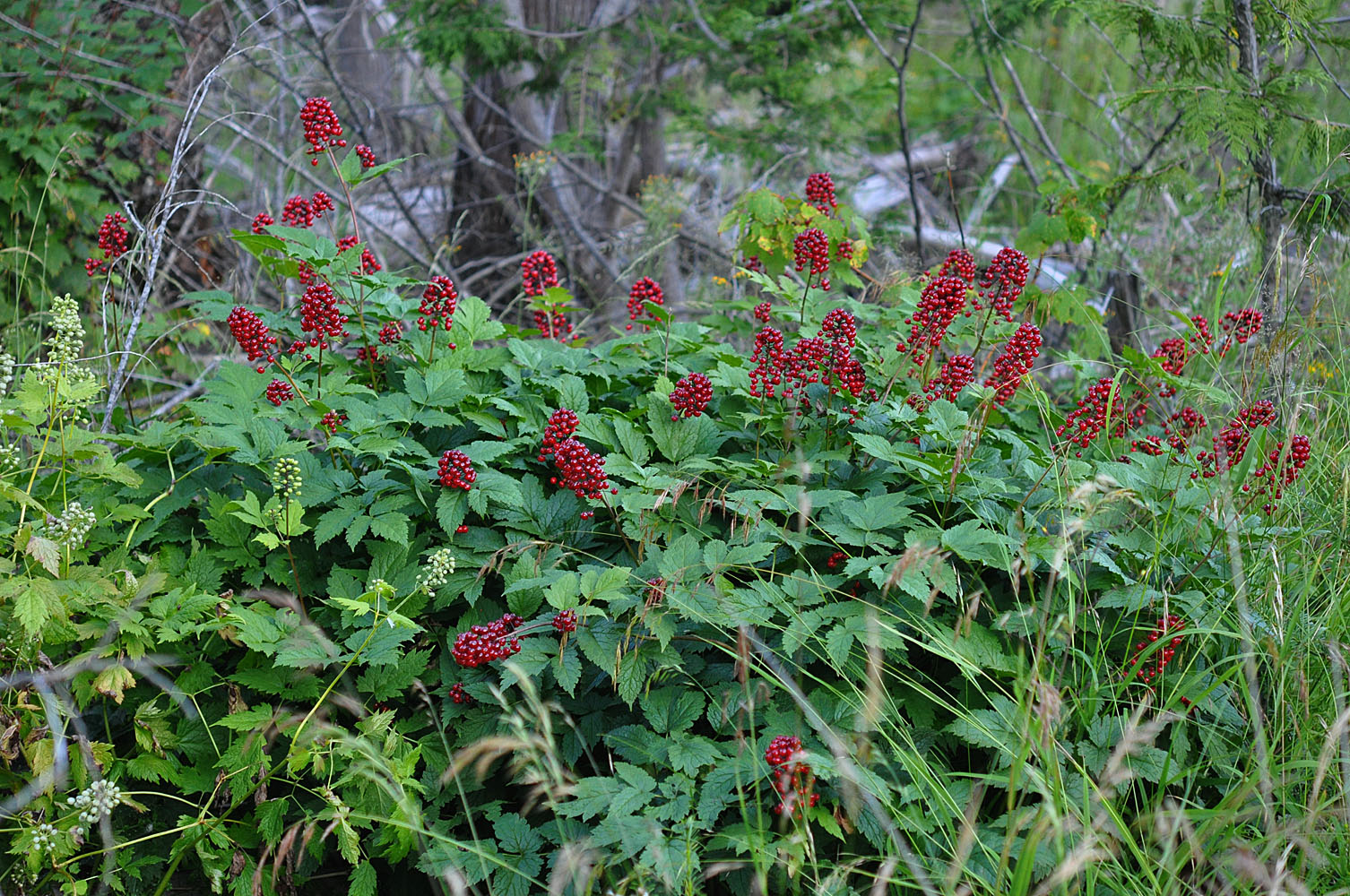 Flora of Eastern Washington Image: Actaea rubra