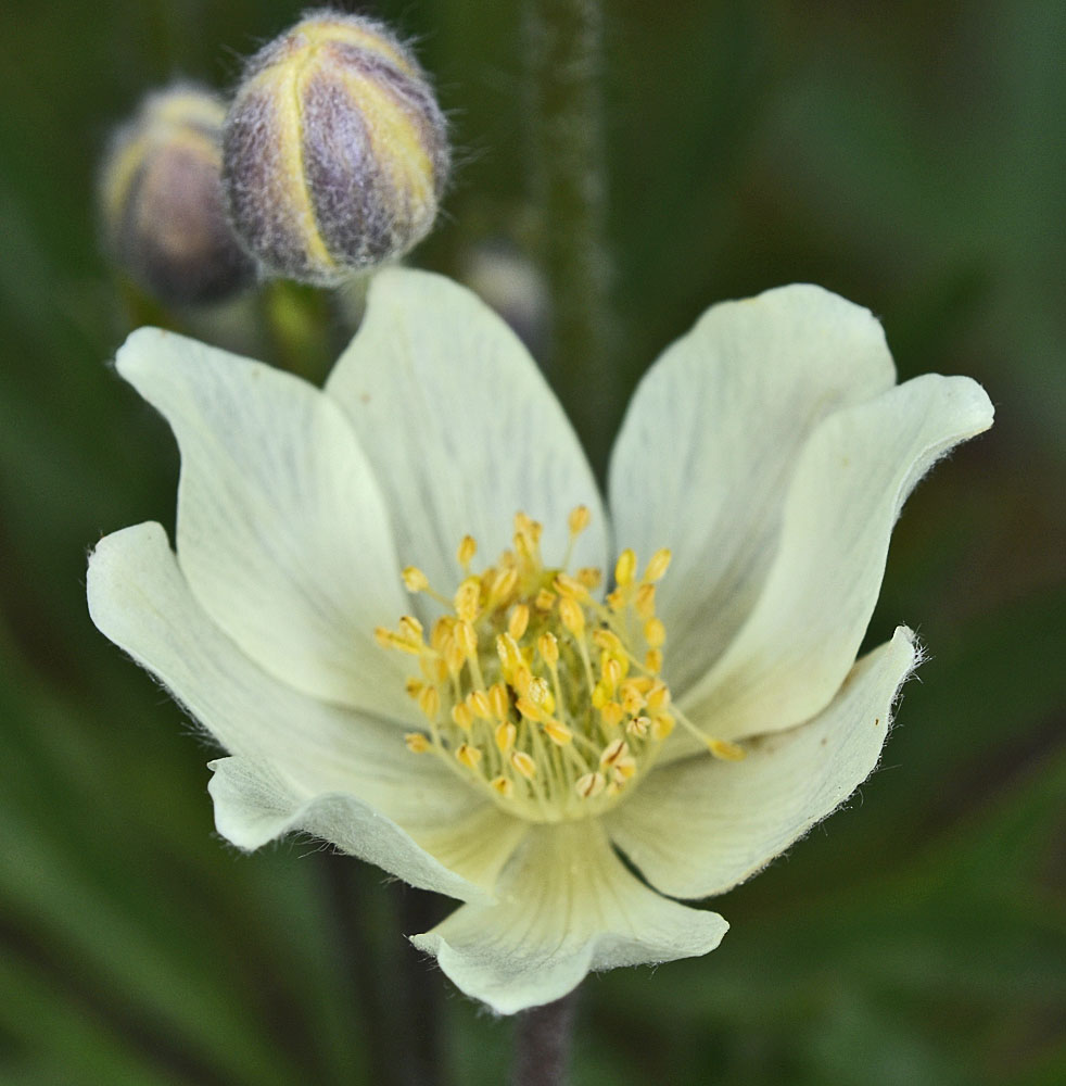 Flora of Eastern Washington Image: Anemone multifida