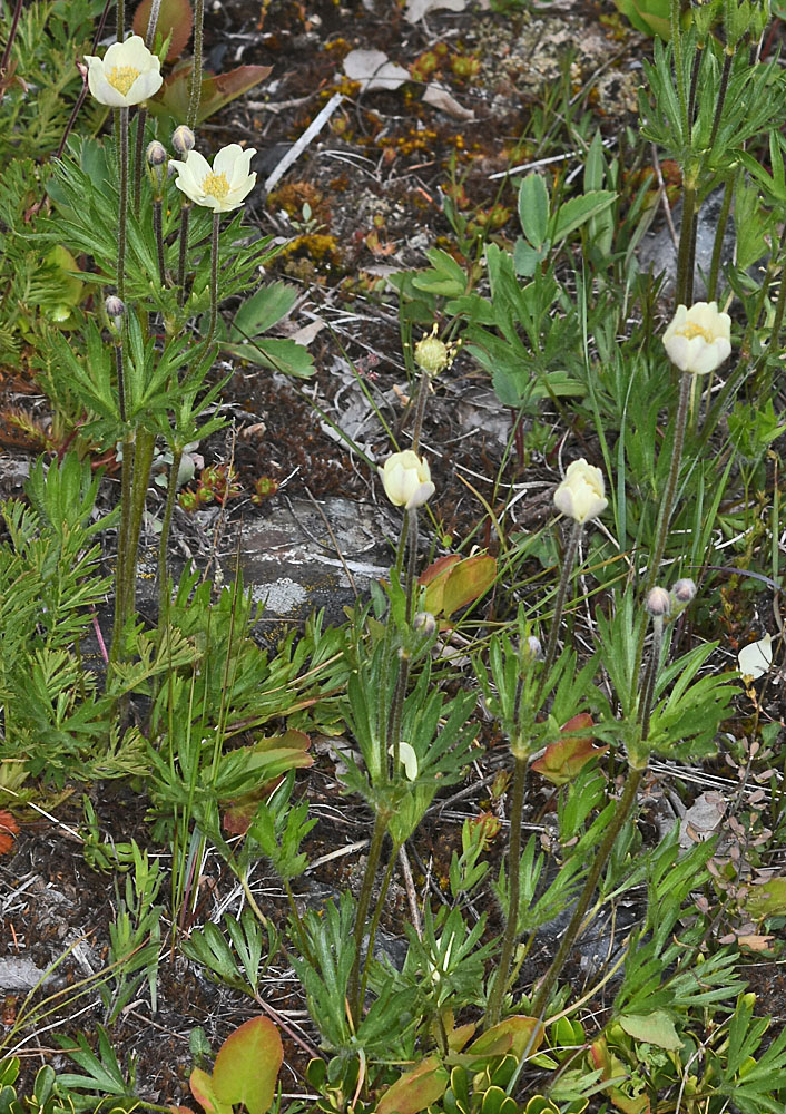 Flora of Eastern Washington Image: Anemone multifida
