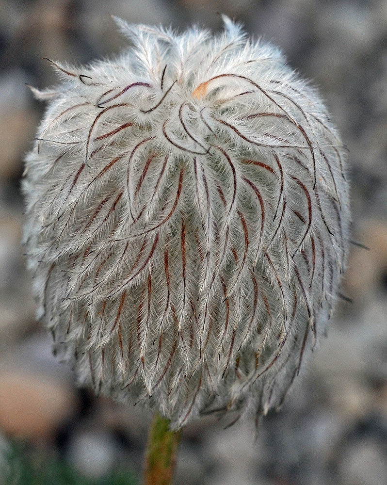 Flora of Eastern Washington Image: Anemone occidentalis