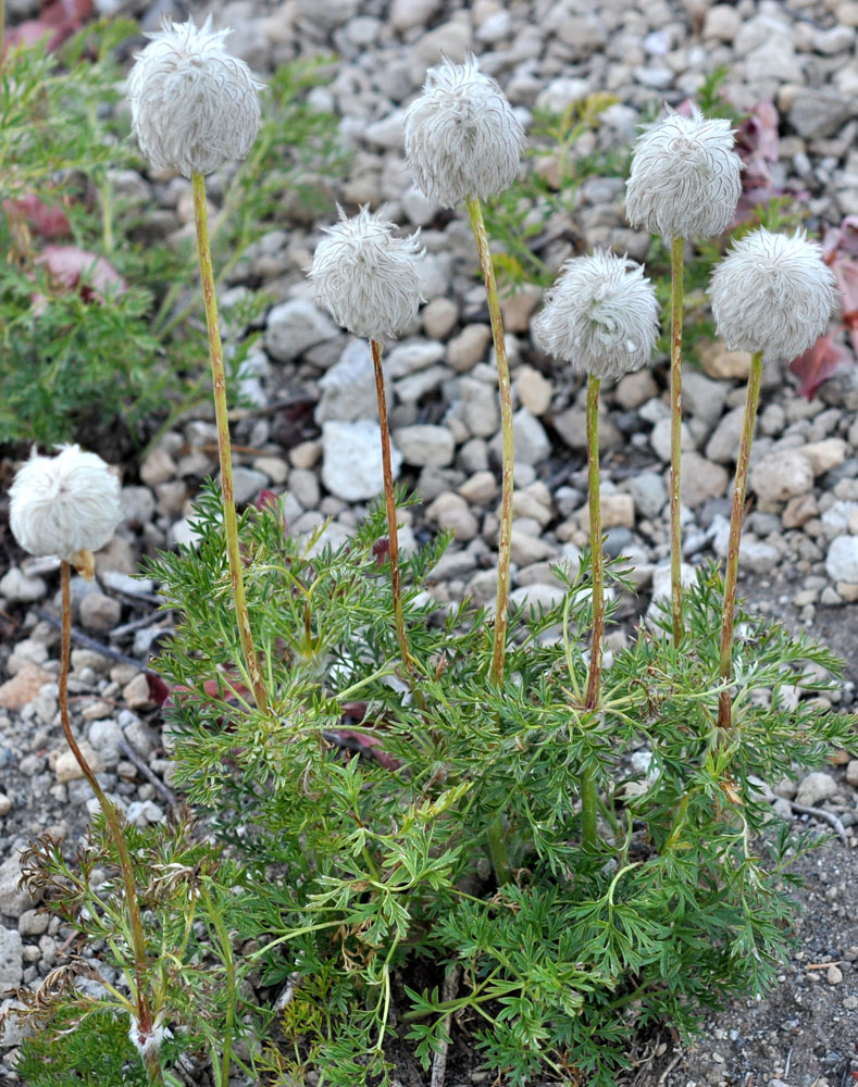 Flora of Eastern Washington Image: Anemone occidentalis