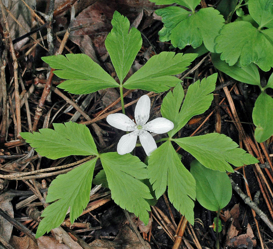 Flora of Eastern Washington Image: Anemone piperi