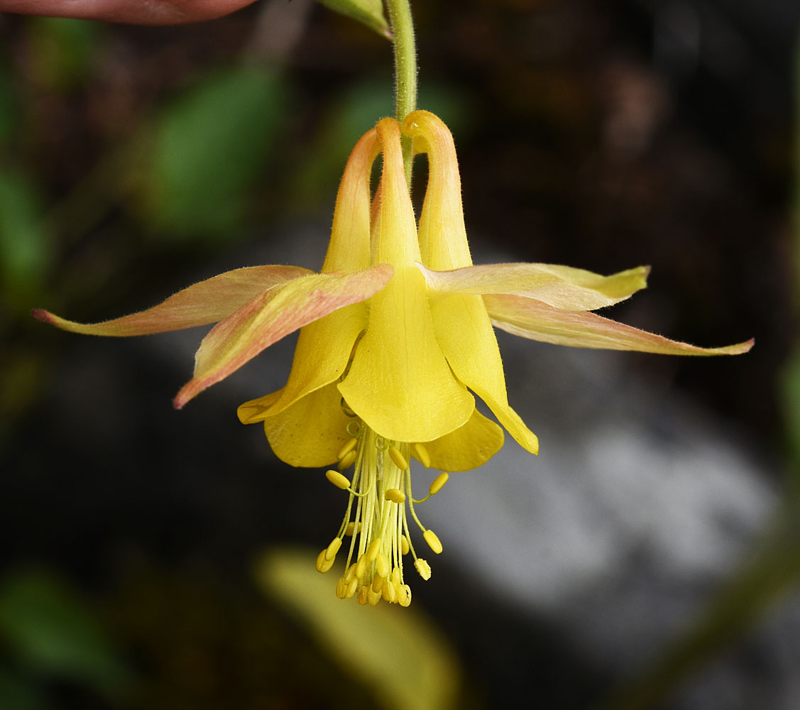 Flora of Eastern Washington Image: Aquilegia flavescens