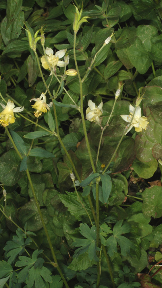 Flora of Eastern Washington Image: Aquilegia flavescens