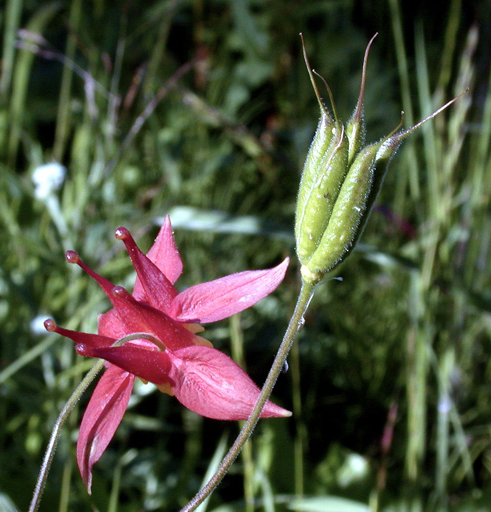 Flora of Eastern Washington Image: Aquilegia formosa