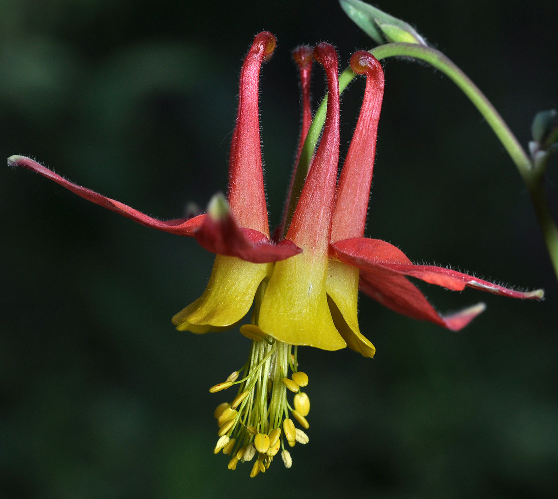 Flora of Eastern Washington Image: Aquilegia formosa