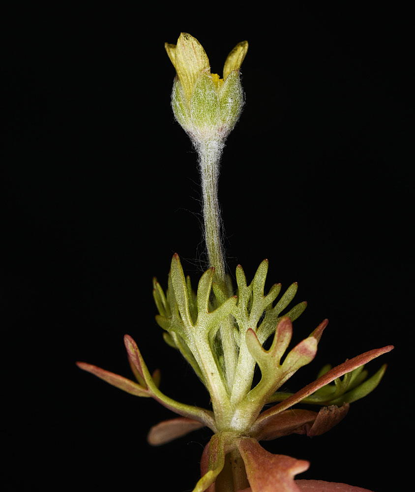 Flora of Eastern Washington Image: Ceratocephala testiculata