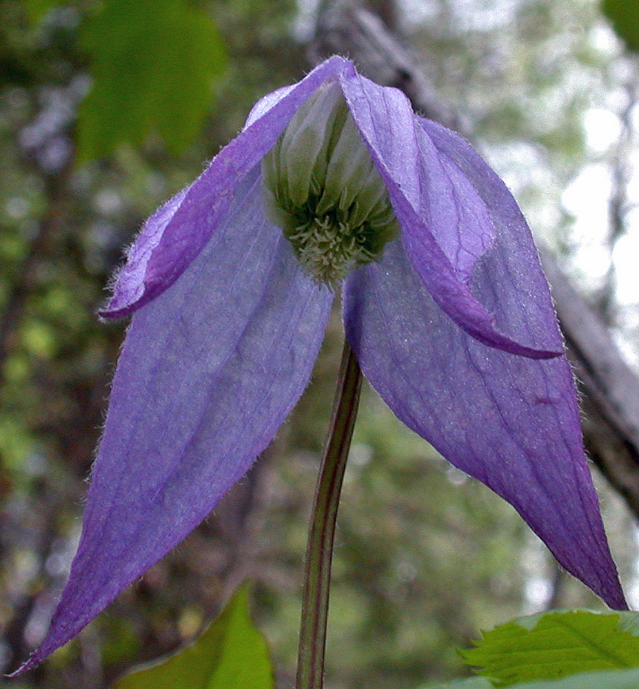 Flora of Eastern Washington Image: Clematis occidentalis