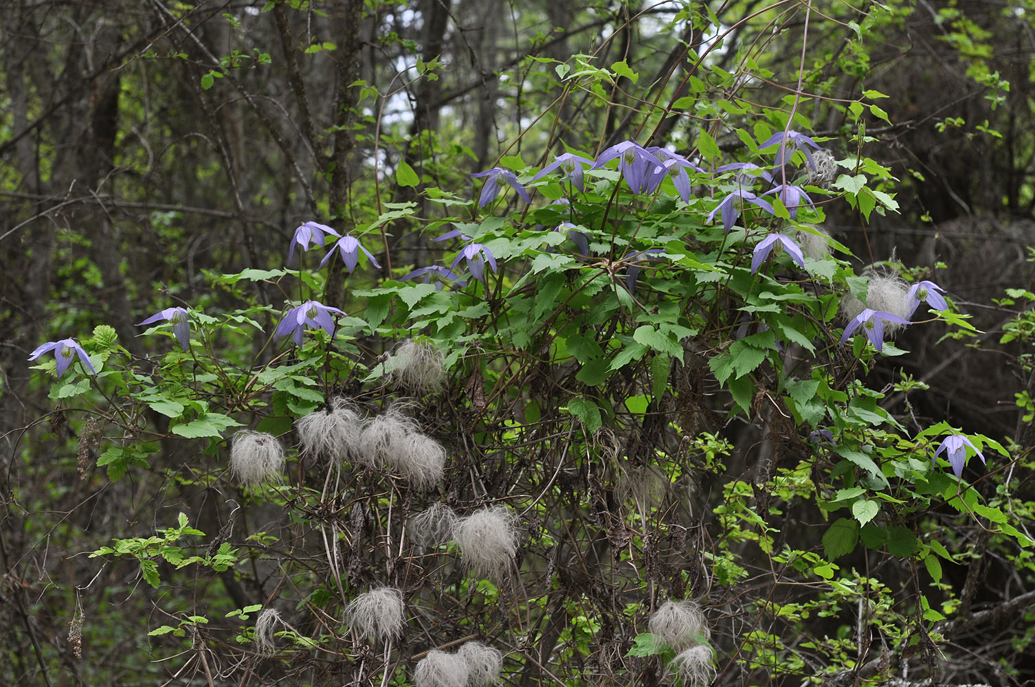 Flora of Eastern Washington Image: Clematis occidentalis