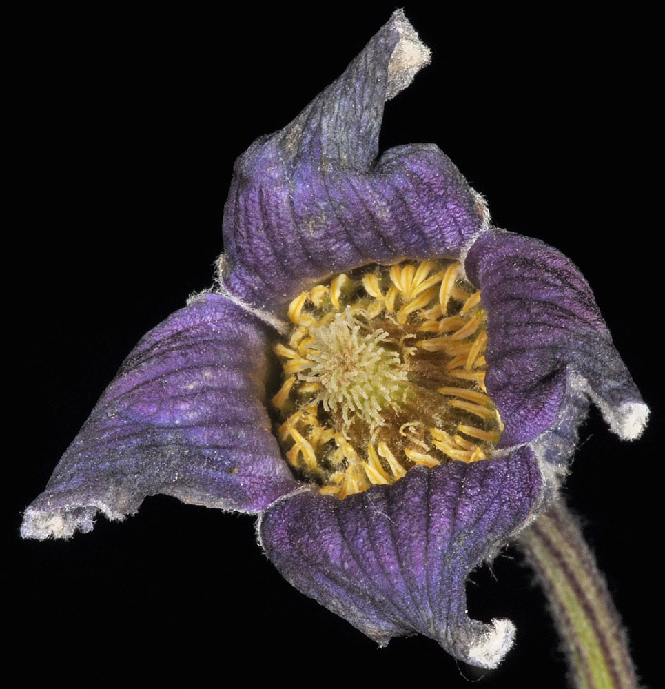 Flora of Eastern Washington Image: Clematis hirsutissima
