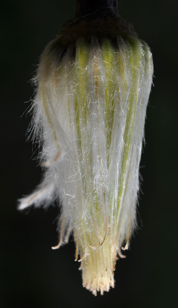 Flora of Eastern Washington Image: Clematis hirsutissima