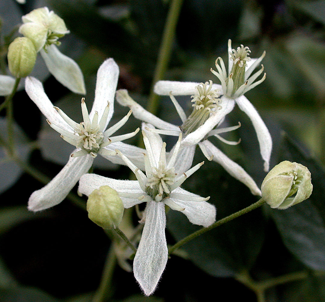 Flora of Eastern Washington Image: Clematis ligusticifolia