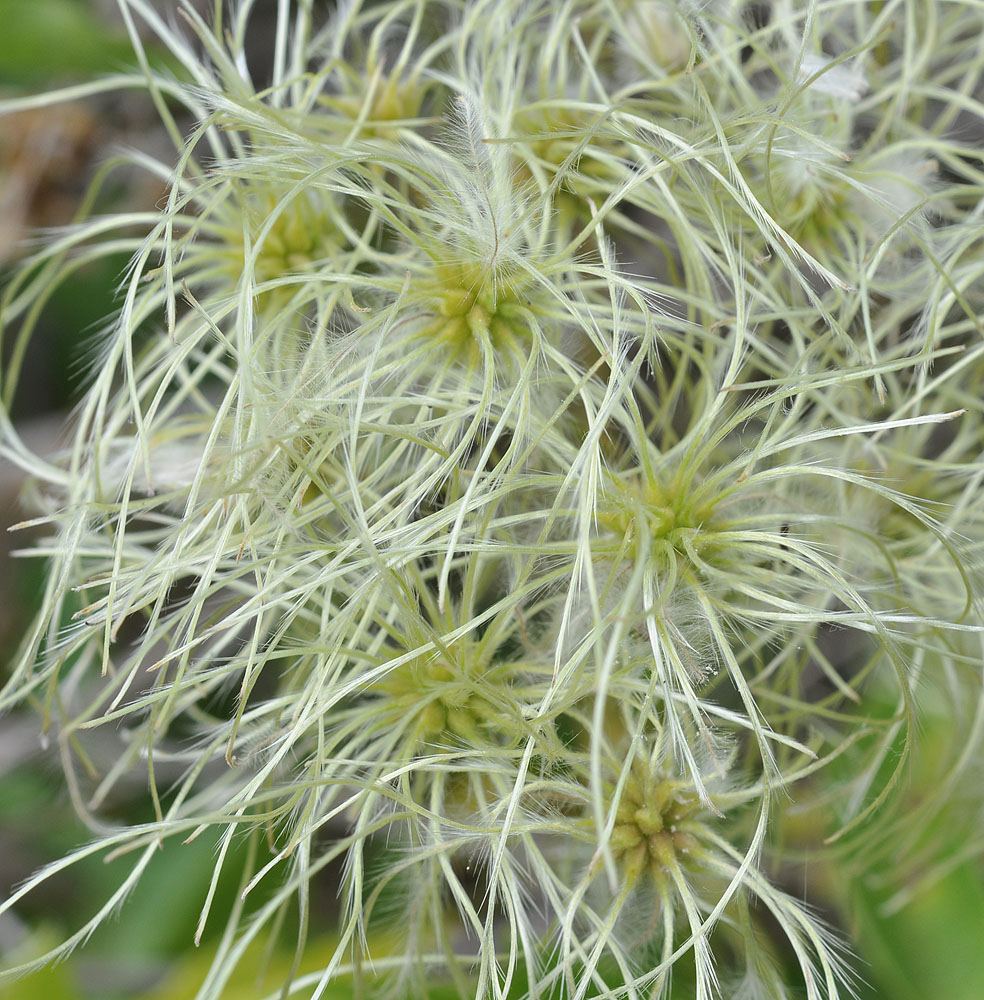 Flora of Eastern Washington Image: Clematis ligusticifolia