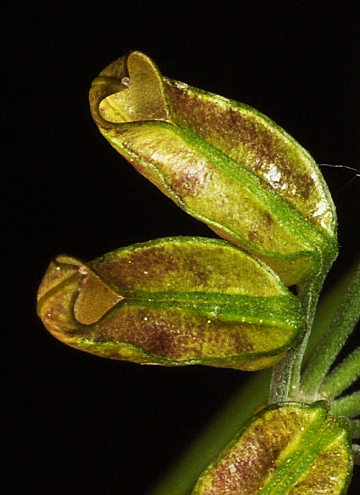 Flora of Eastern Washington Image: Coptis occidentalis