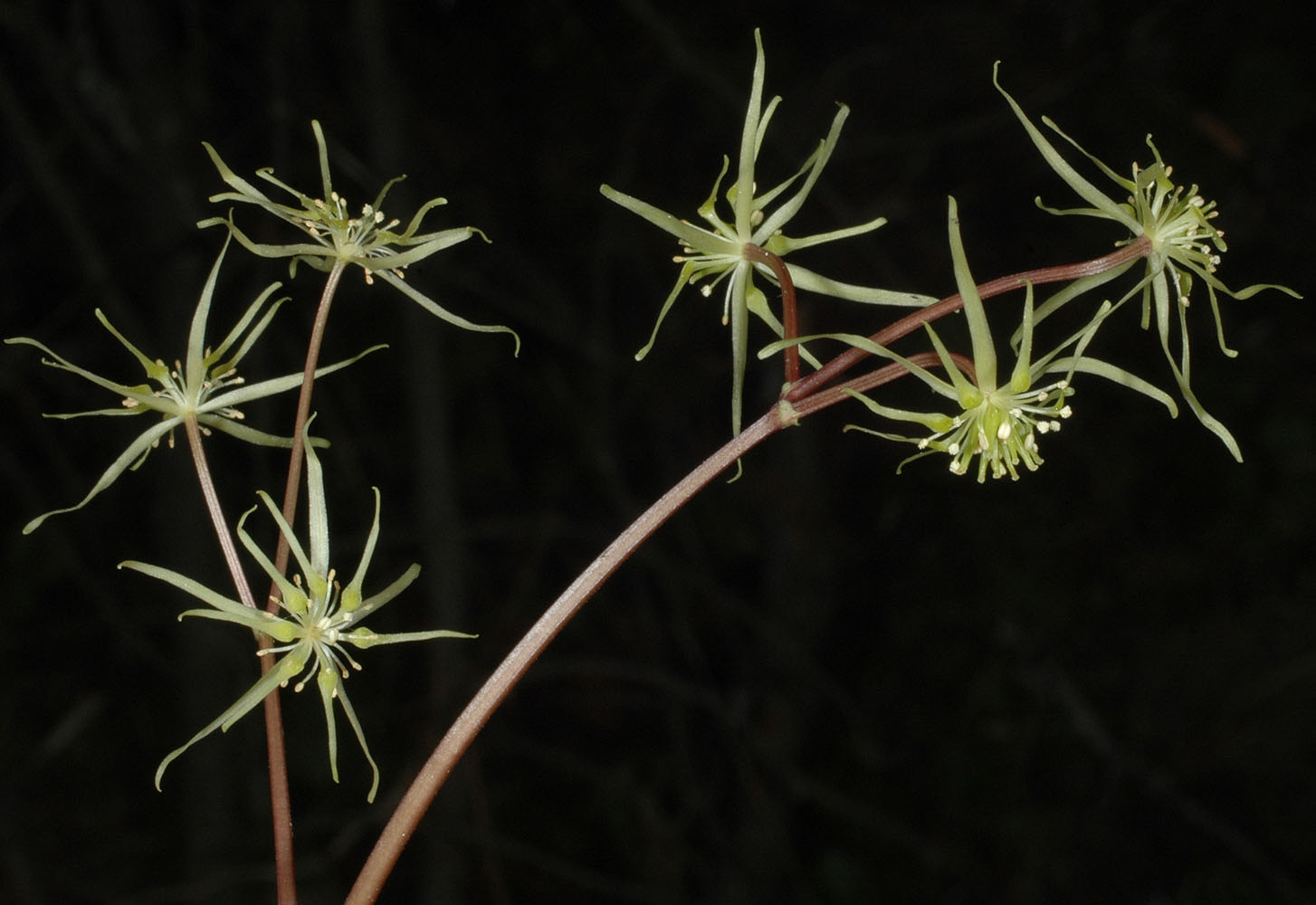 Flora of Eastern Washington Image: Coptis occidentalis