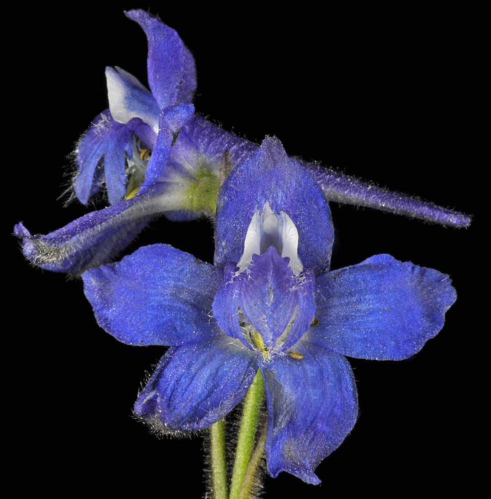 Flora of Eastern Washington Image: Delphinium depauperatum