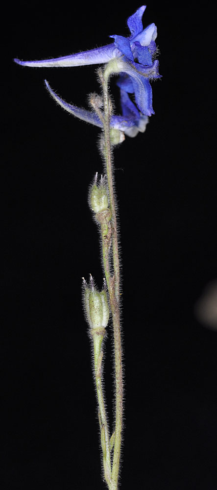 Flora of Eastern Washington Image: Delphinium depauperatum