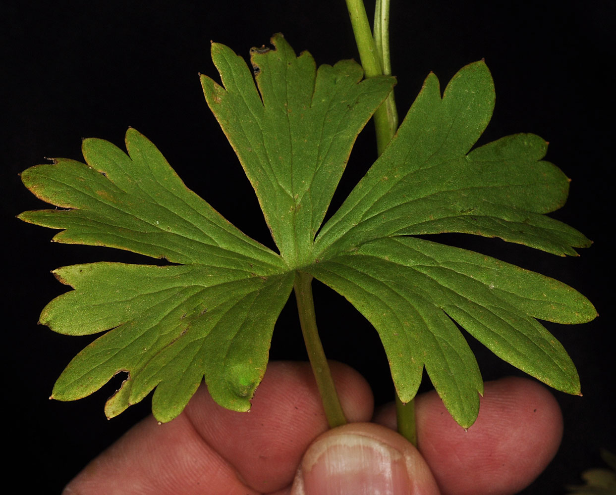 Flora of Eastern Washington Image: Delphinium distichum
