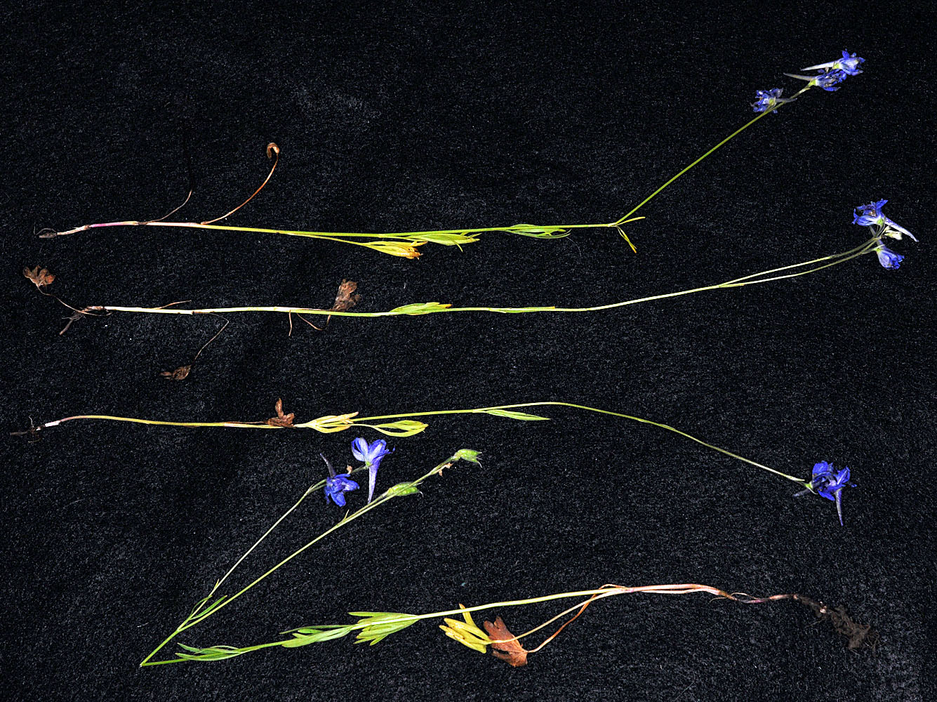 Flora of Eastern Washington Image: Delphinium distichum