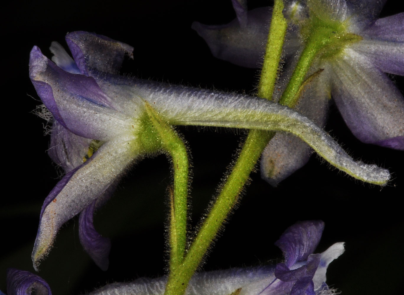 Flora of Eastern Washington Image: Delphinium multiplex