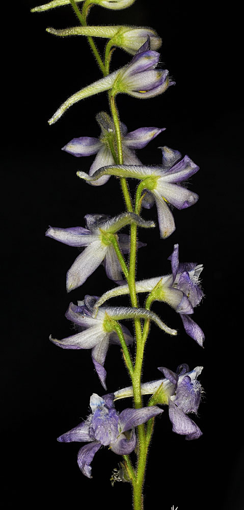 Flora of Eastern Washington Image: Delphinium multiplex