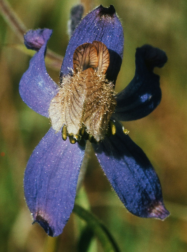 Flora of Eastern Washington Image: Delphinium nuttallianum