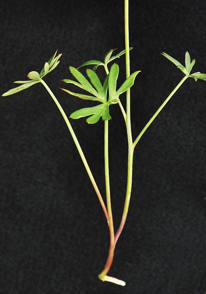 Flora of Eastern Washington Image: Delphinium nuttallianum